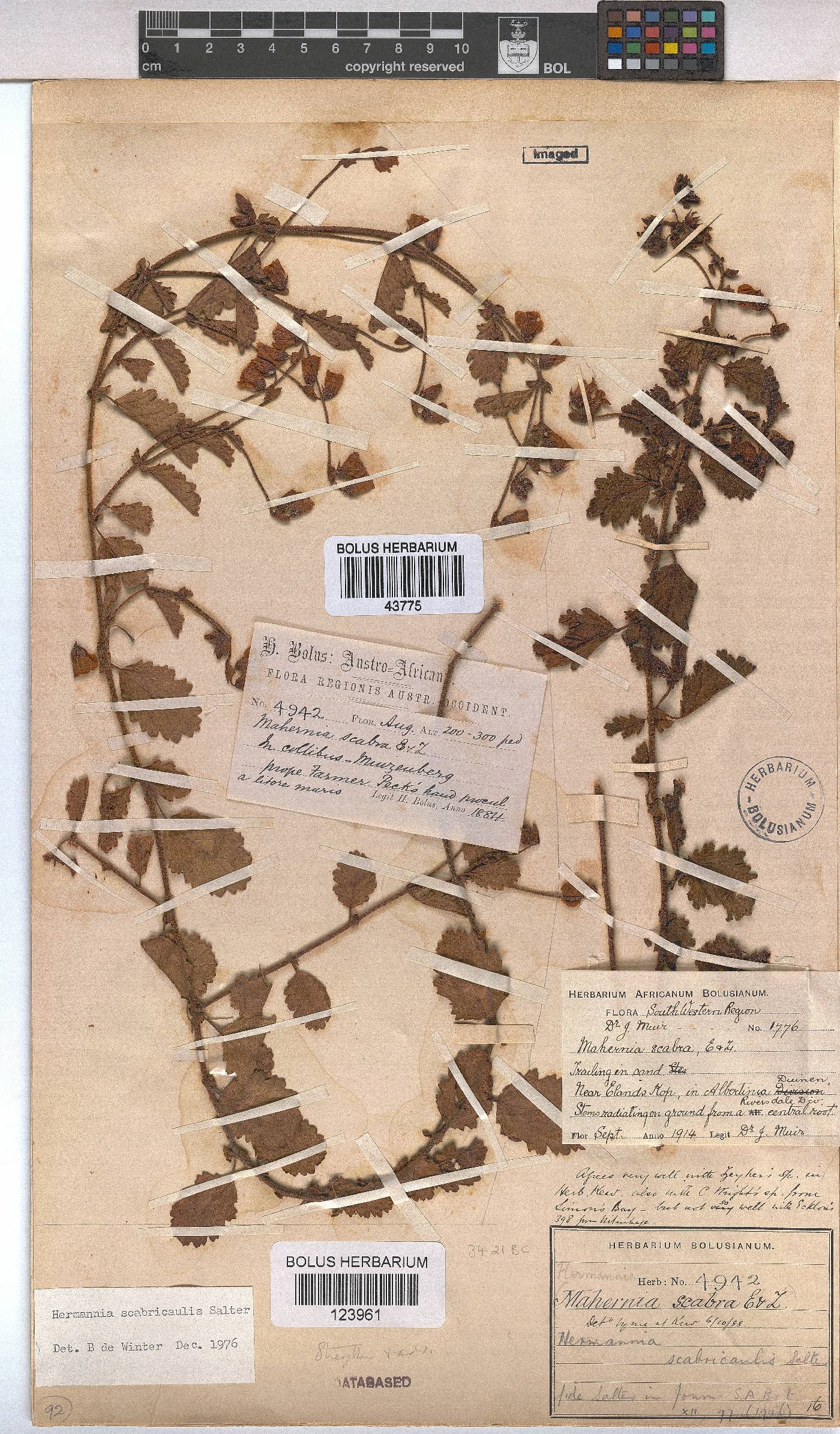 Hermannia scabricaulis image