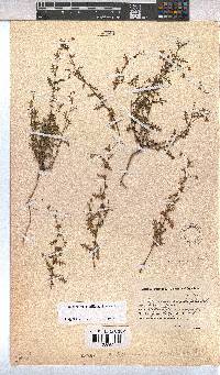 Hermannia sisymbriifolia image