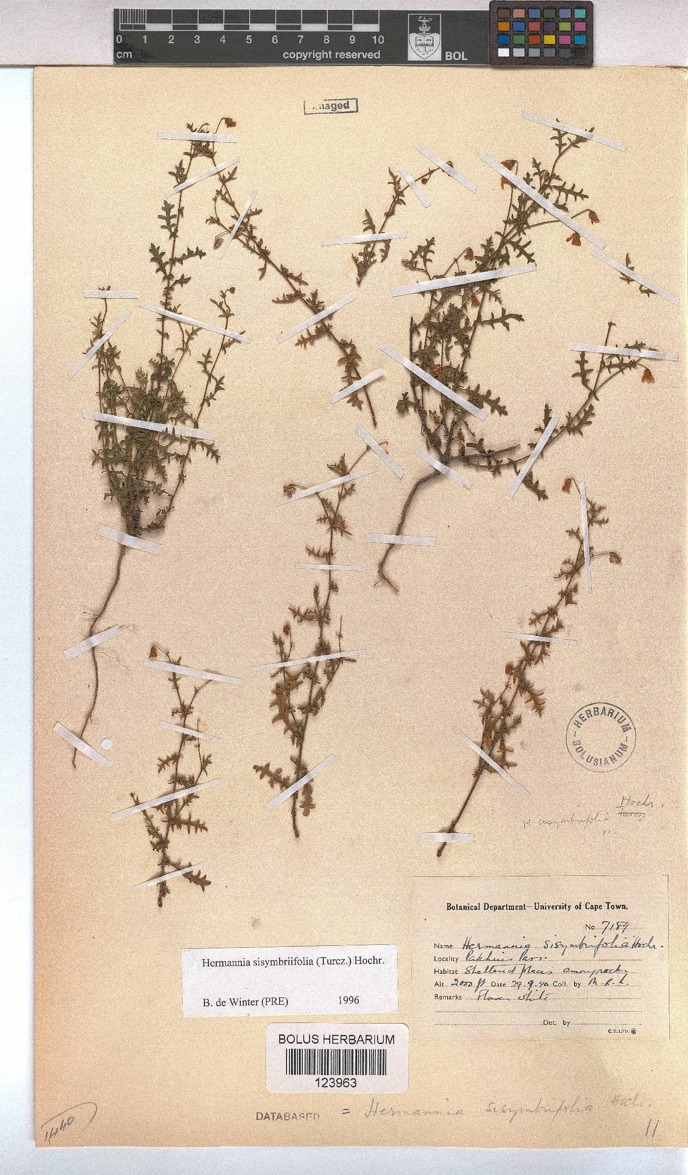 Hermannia sisymbriifolia image