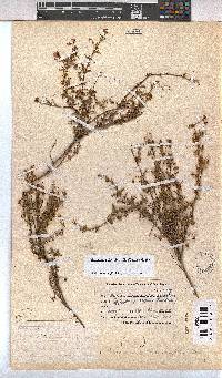 Hermannia sisymbriifolia image
