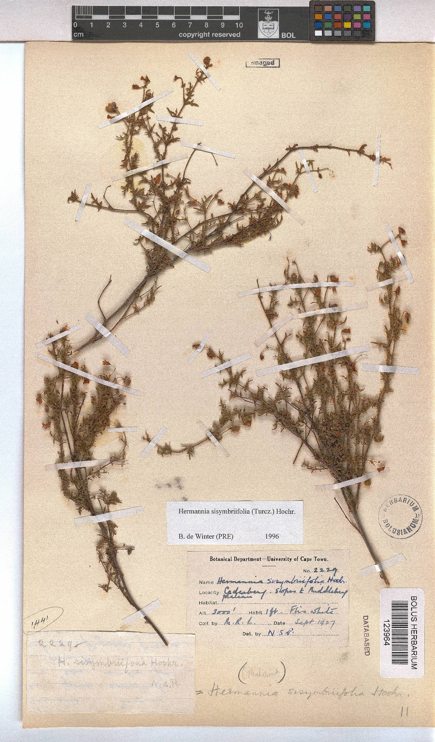 Hermannia sisymbriifolia image