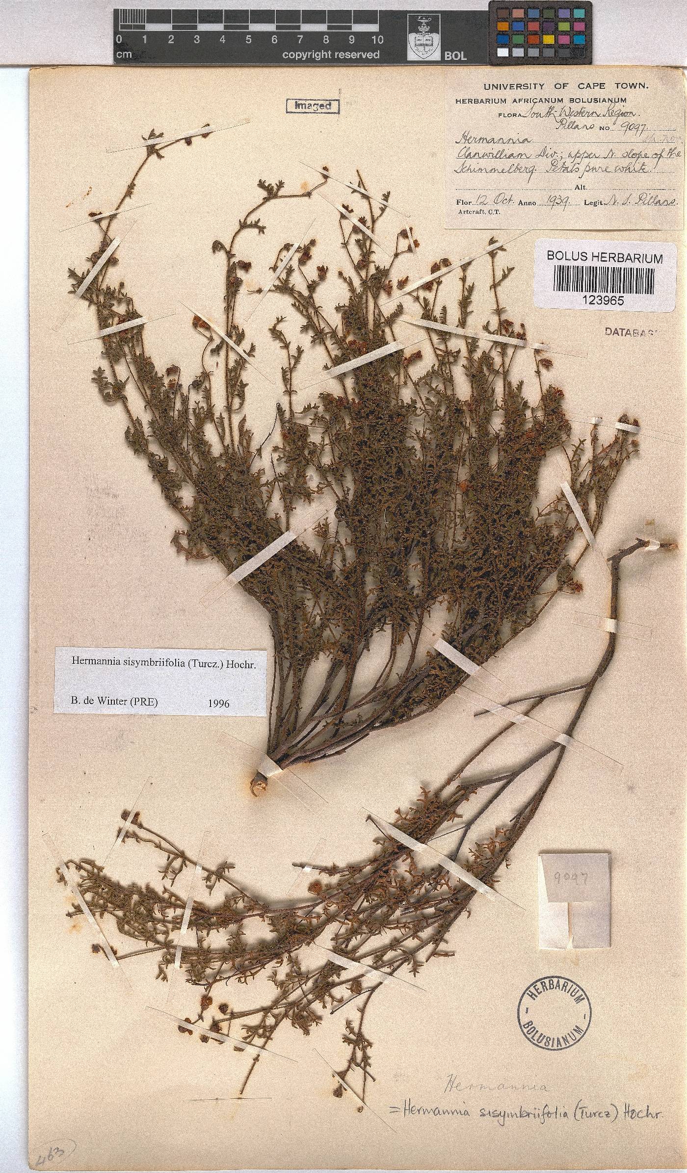 Hermannia sisymbriifolia image