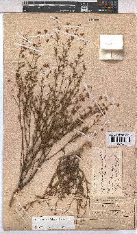 Hermannia sisymbriifolia image