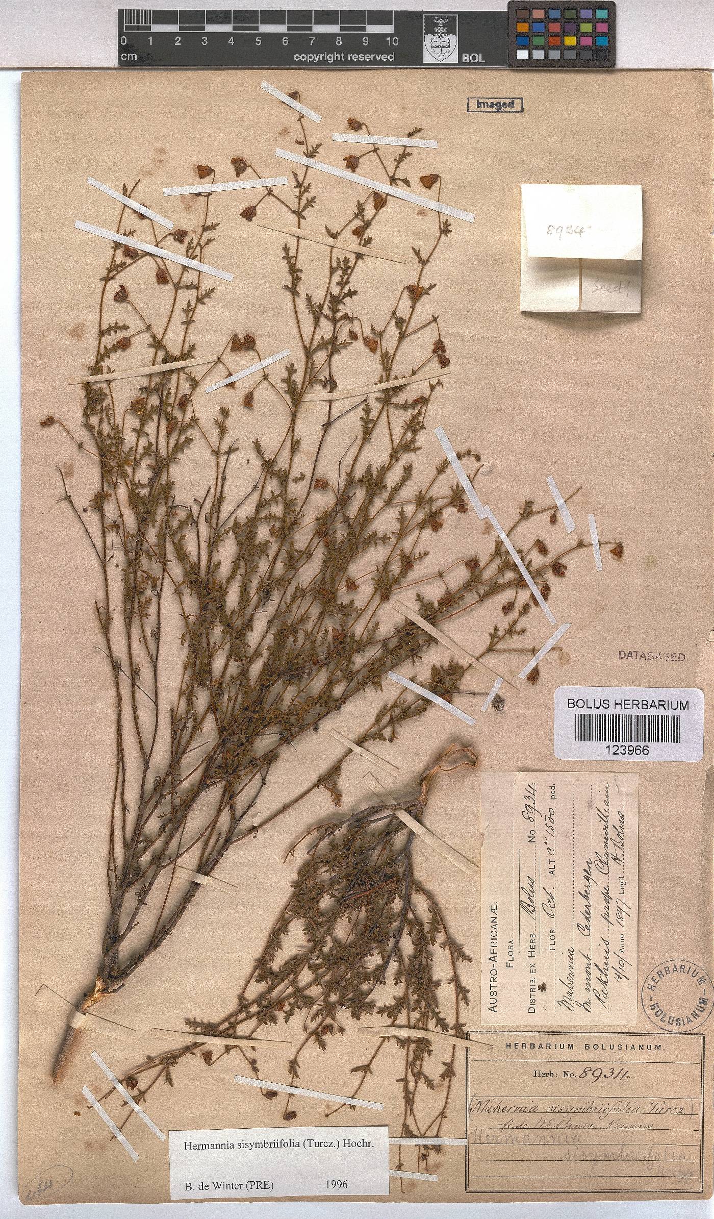 Hermannia sisymbriifolia image