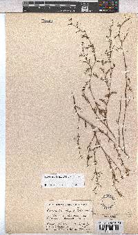 Hermannia sisymbriifolia image