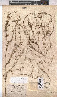Hermannia sisymbriifolia image