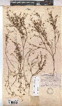Hermannia sisymbriifolia image