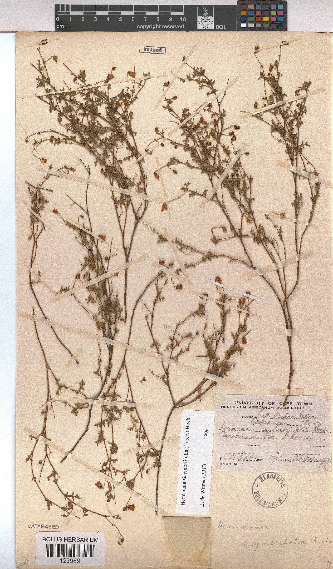 Hermannia sisymbriifolia image