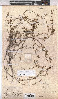 Hermannia sisymbriifolia image
