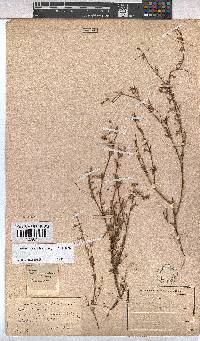 Hermannia sisymbriifolia image