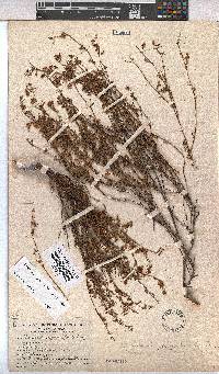 Hermannia sisymbriifolia image
