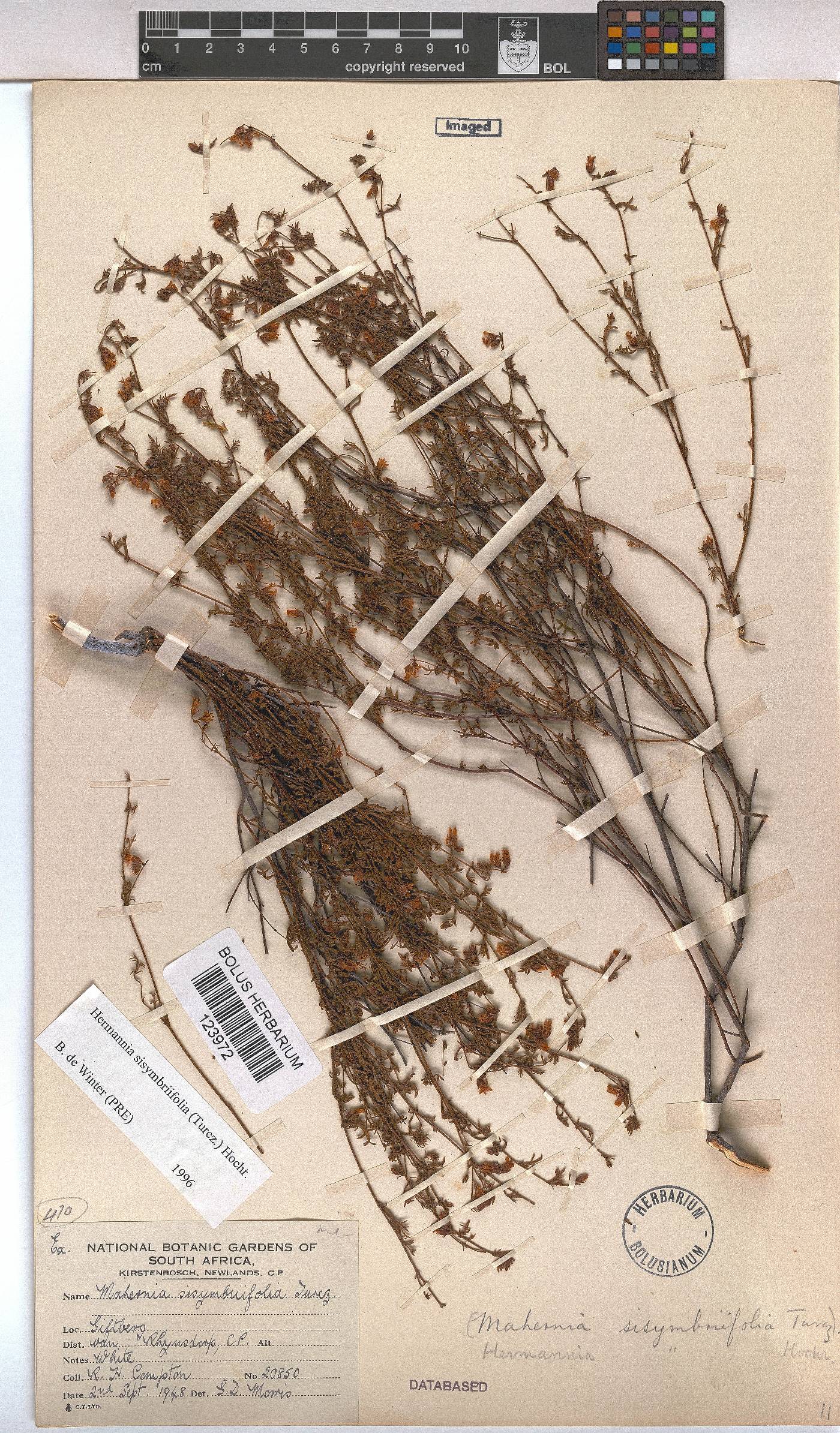 Hermannia sisymbriifolia image