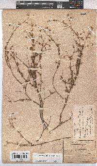 Hermannia sisymbriifolia image
