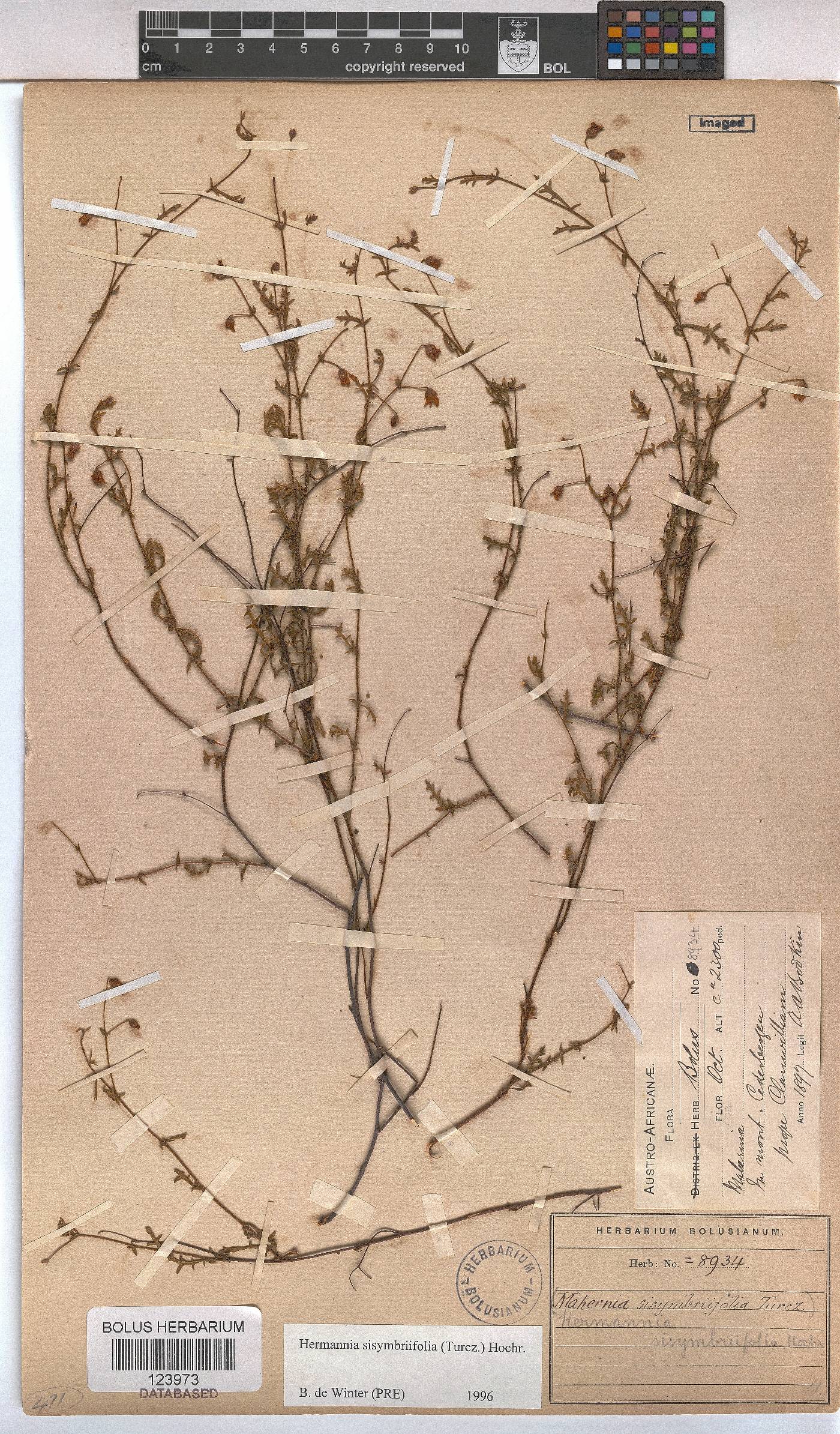 Hermannia sisymbriifolia image