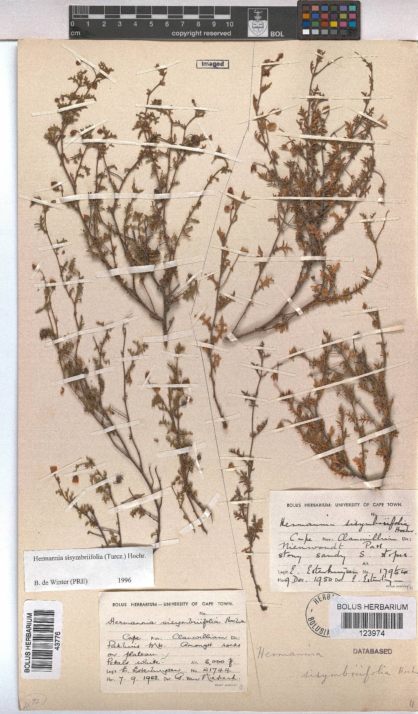 Hermannia sisymbriifolia image