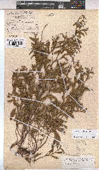 Hermannia stellulata image