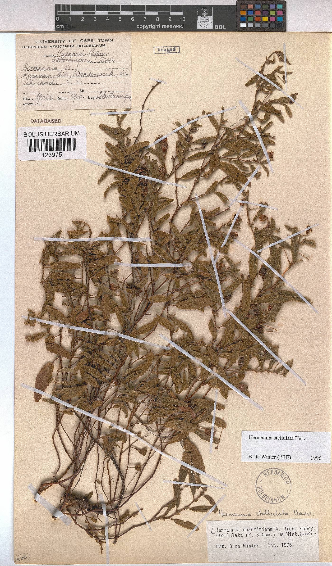 Hermannia stellulata image