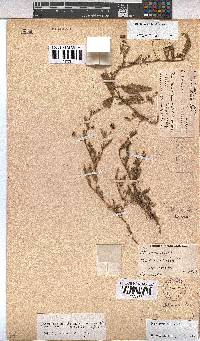 Hermannia stellulata image