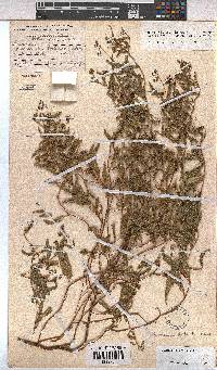 Hermannia stellulata image