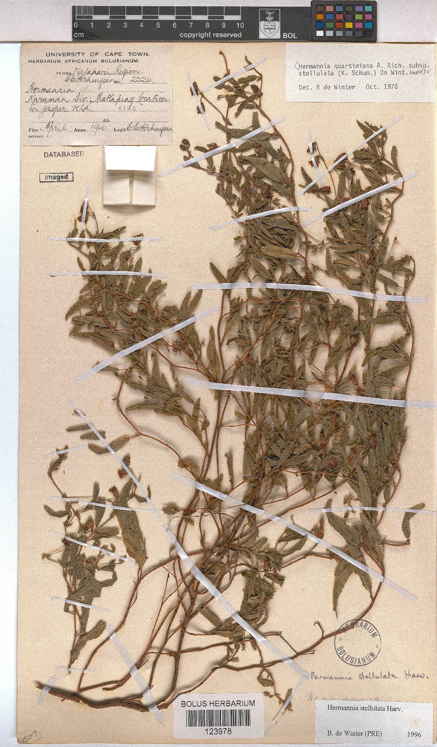 Hermannia stellulata image