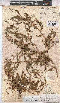 Hermannia stellulata image