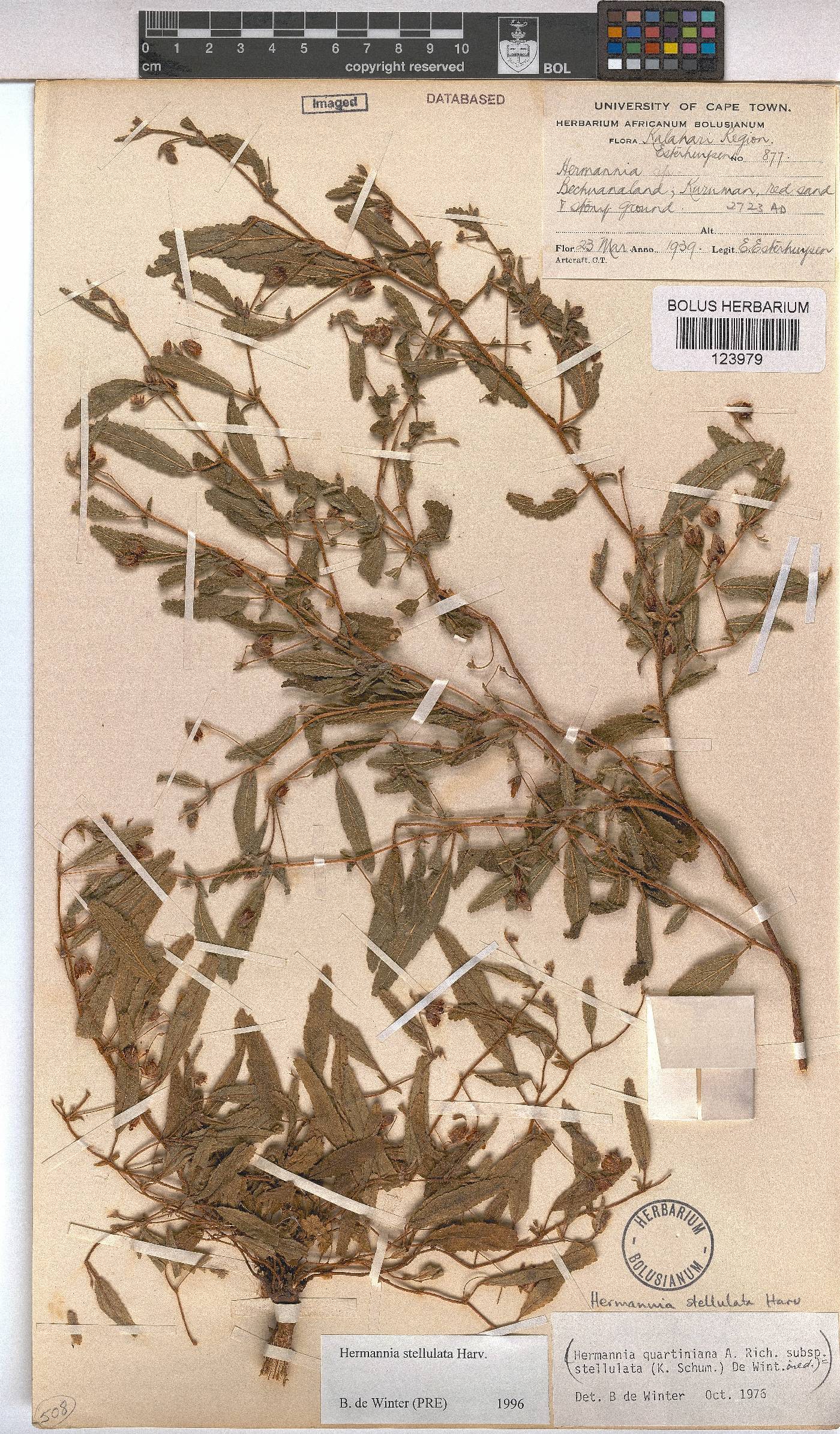 Hermannia stellulata image