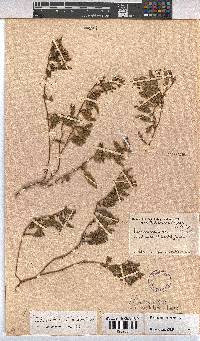 Hermannia stellulata image