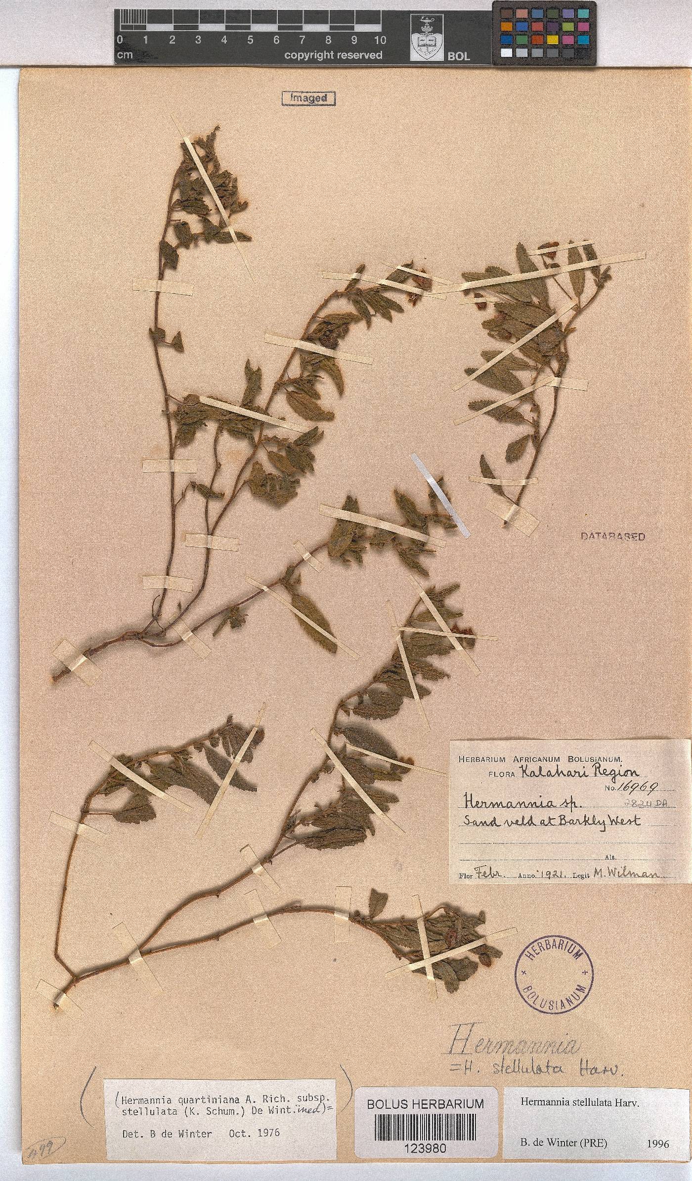 Hermannia stellulata image