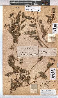 Hermannia stellulata image