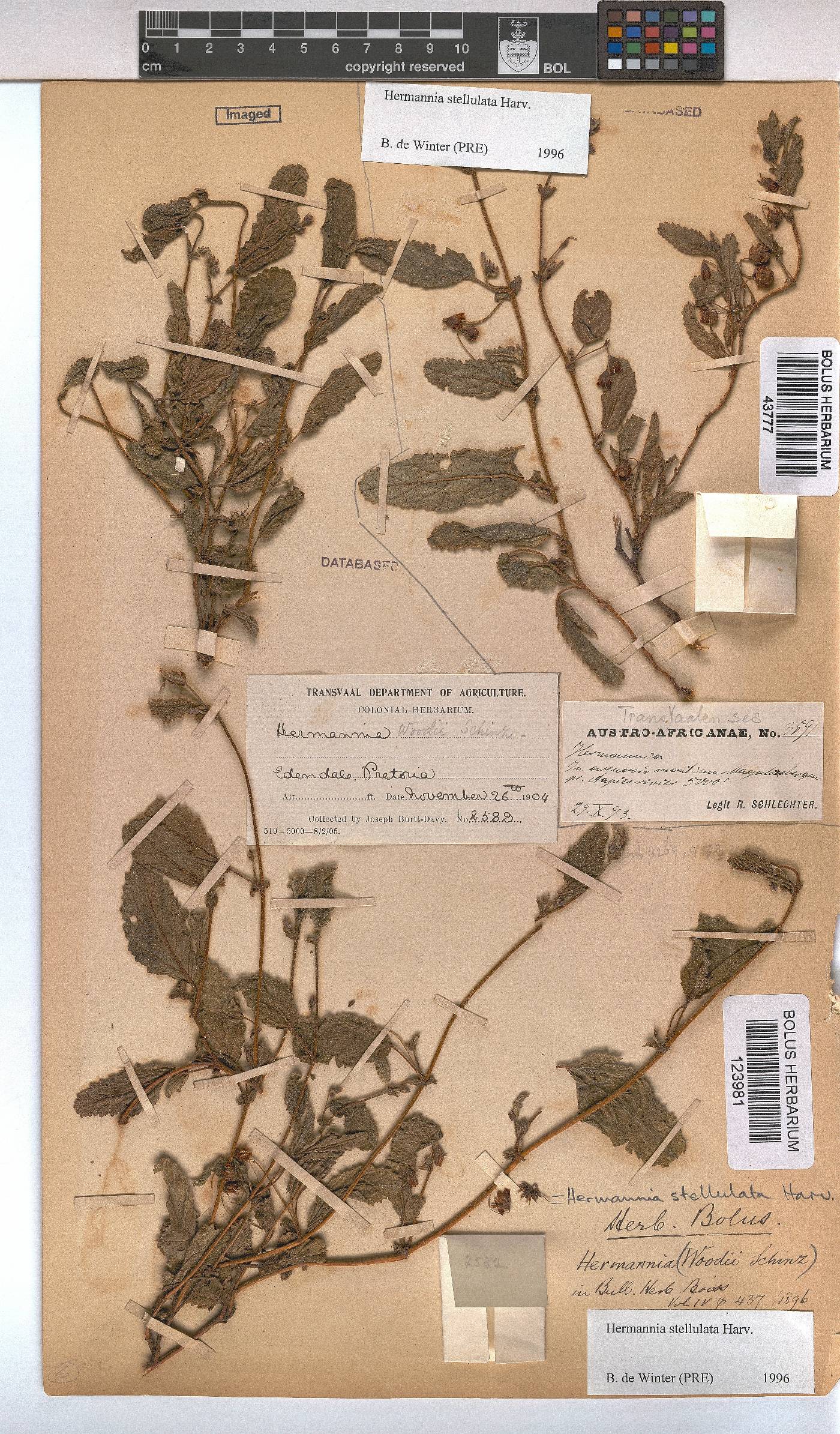 Hermannia stellulata image