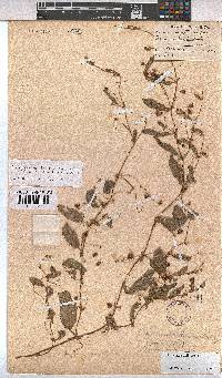 Hermannia stellulata image