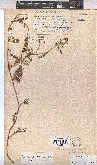 Hermannia stellulata image