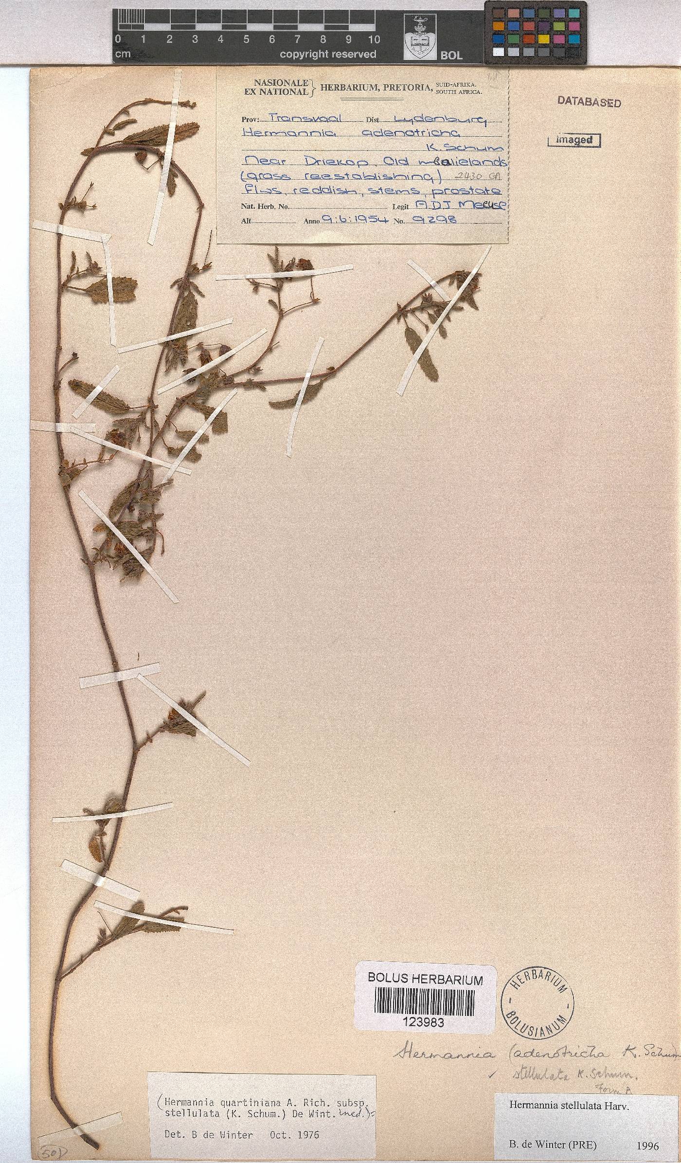 Hermannia stellulata image