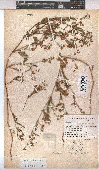 Hermannia stipitata image