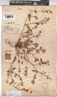 Hermannia stipitata image