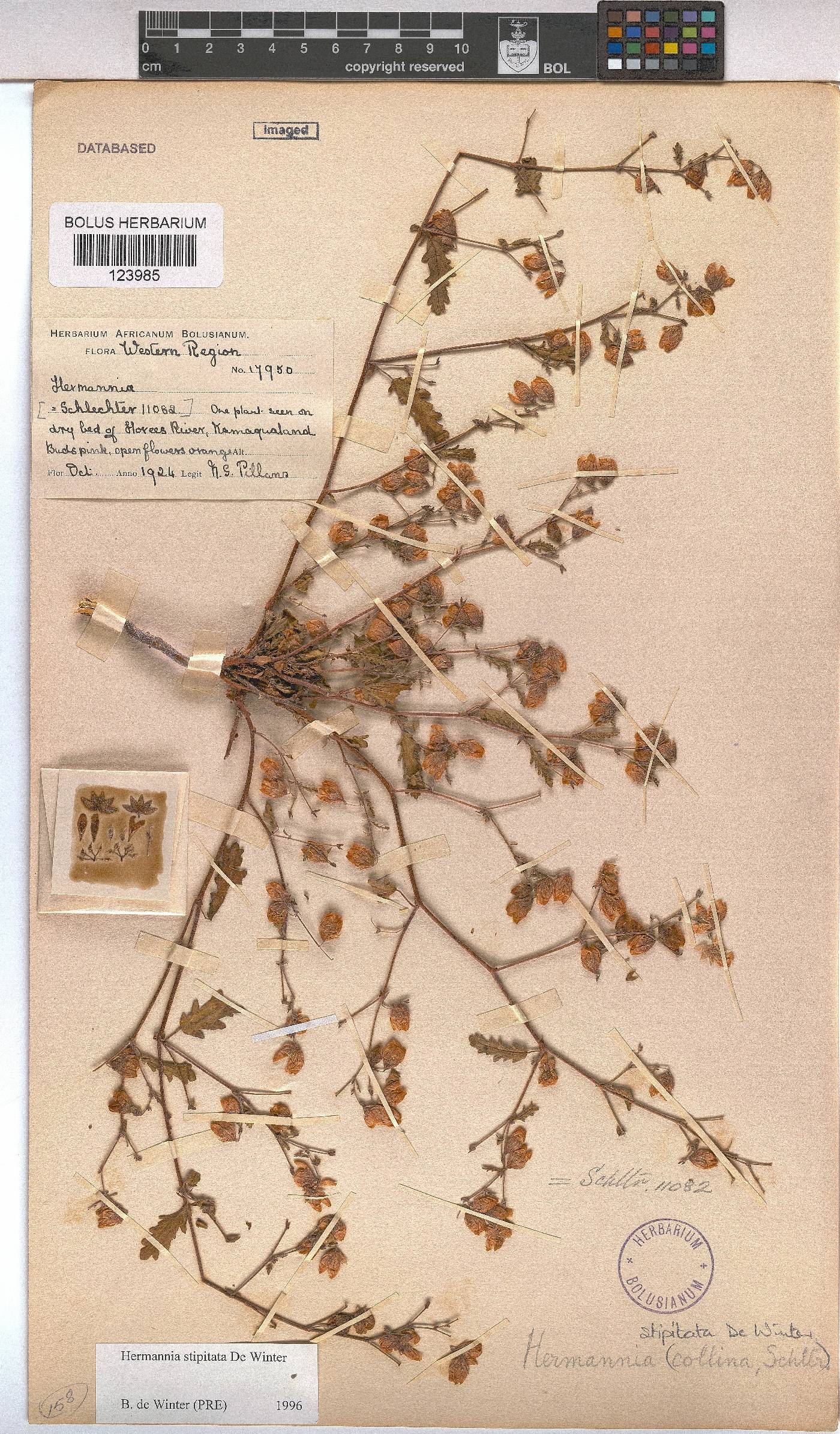 Hermannia stipitata image
