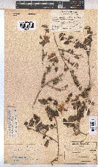 Pavonia leptocalyx image