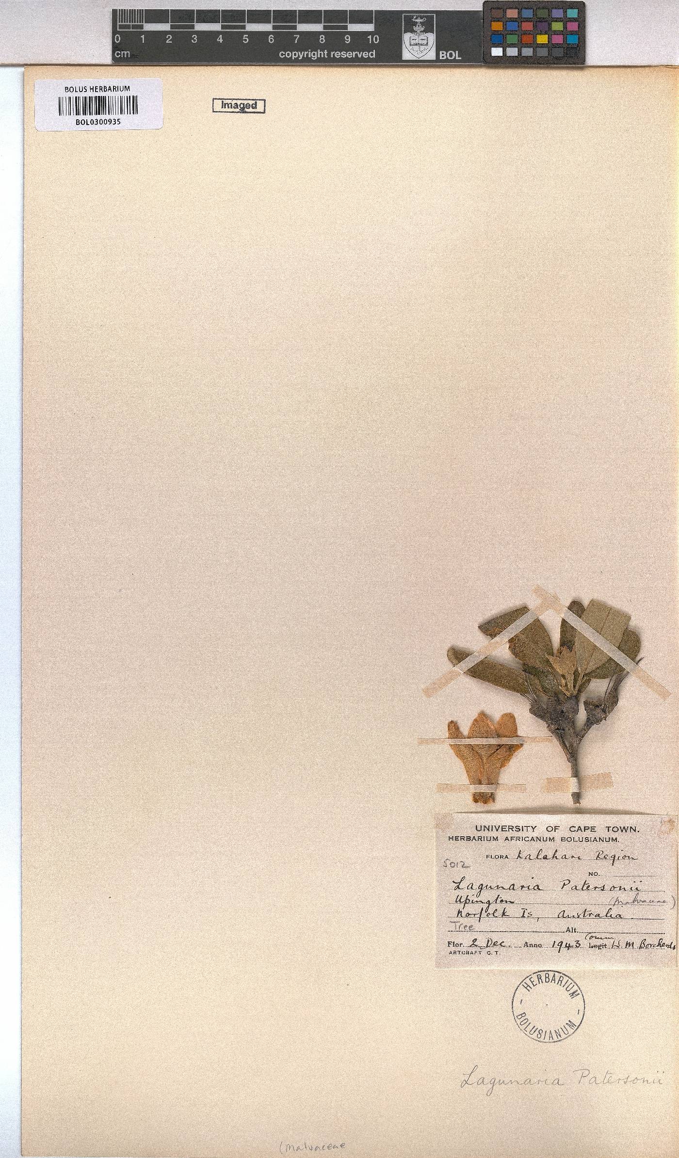 Lagunaria patersonia image