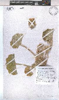 Radyera urens image