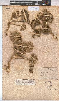 Radyera urens image
