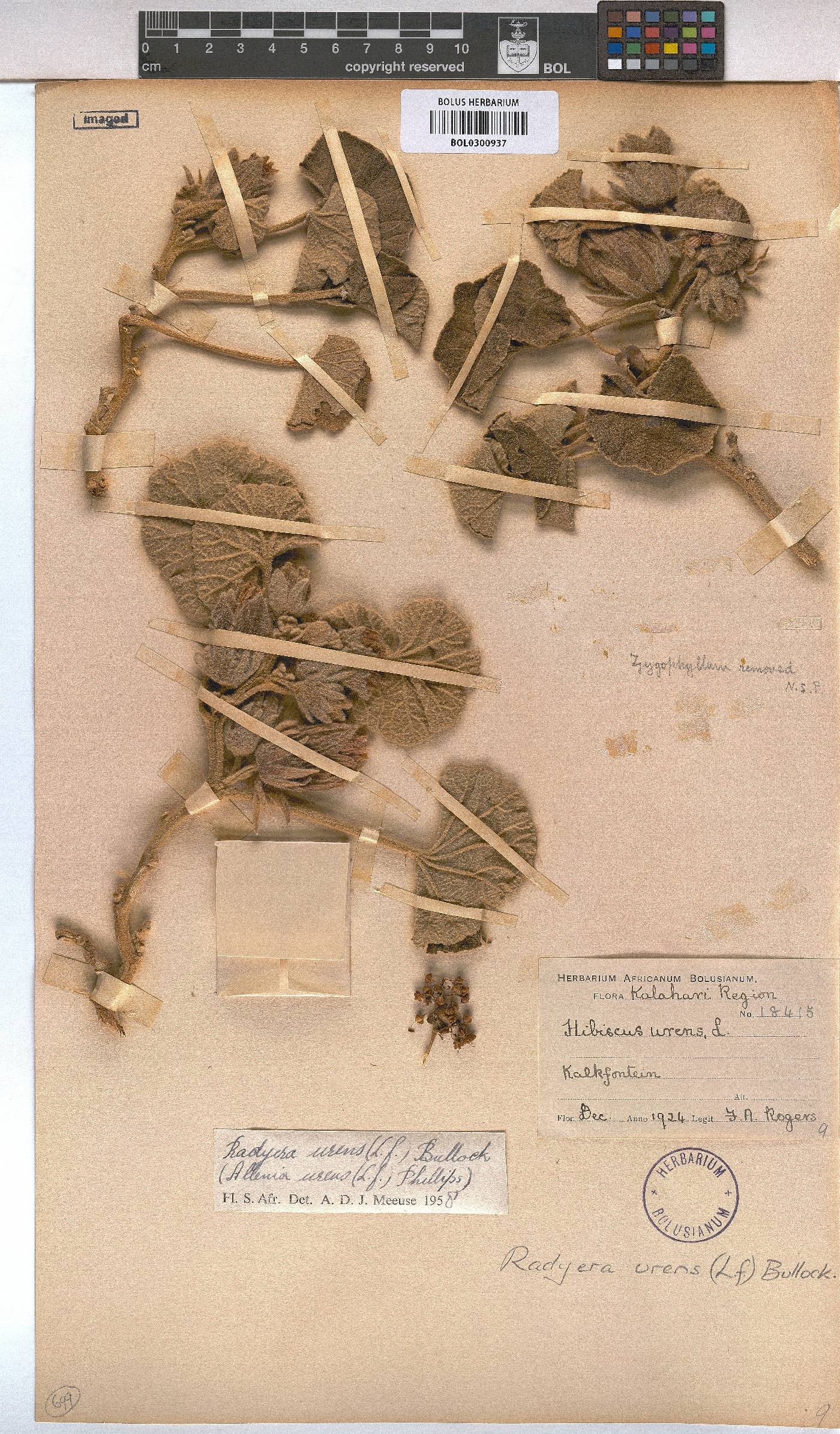 Radyera urens image