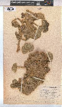 Radyera urens image