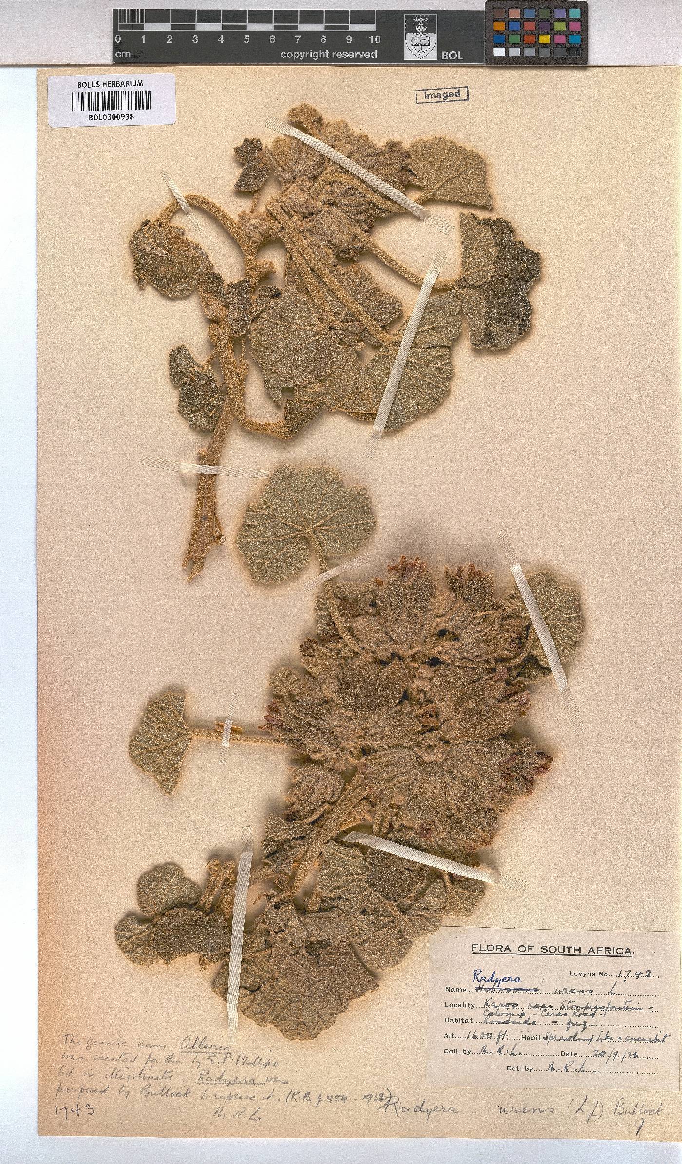 Radyera urens image
