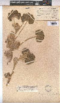 Radyera urens image