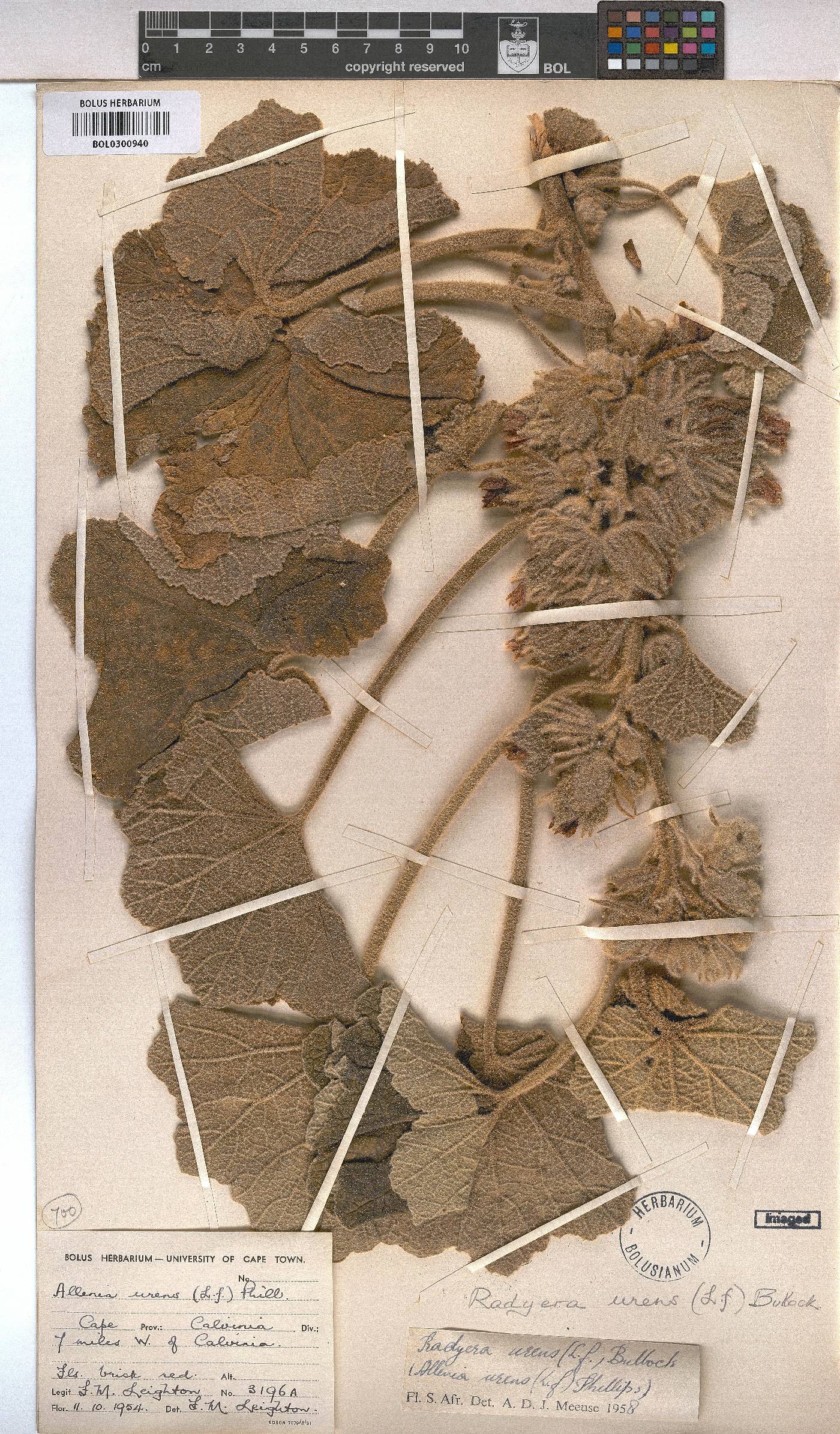 Radyera urens image