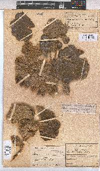 Radyera urens image