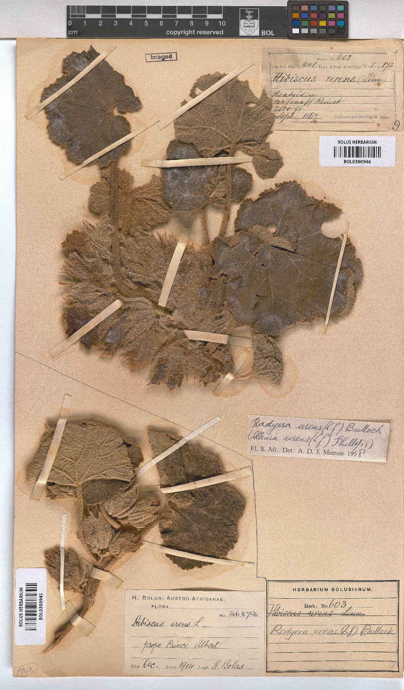 Radyera urens image