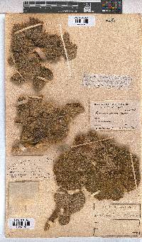 Radyera urens image