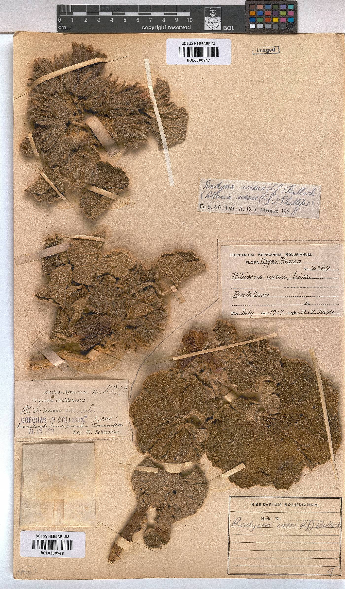 Radyera urens image