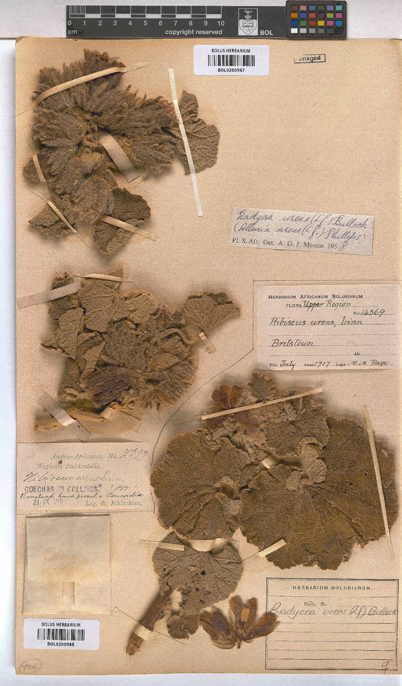 Radyera urens image